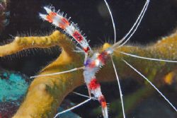 Banded Coral Shrimp in Bonaire, Canon 20D. by Lee Marple 